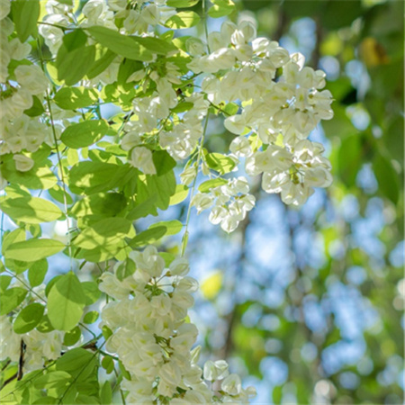 美不胜收清新感的高清槐花图片大全 恰似珍珠串串开晶莹剔透蕴⾼怀
