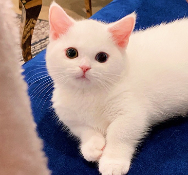 让人小鹿乱撞的甜甜网名 很甜的清新昵称 让人小鹿乱撞的甜甜网名 很甜的清新昵称