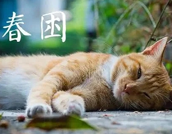 犯春困的搞笑说说 白天犯困的幽默说说