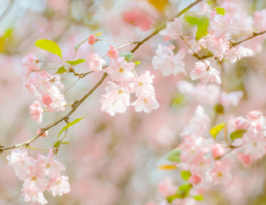 别人热闹自己孤独的说说 人潮拥挤而我却孤独的句子