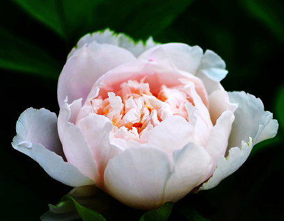 欣赏牡丹的唯美说说 晒跟牡丹合照的朋友圈文案 欣赏牡丹的唯美说说 晒跟牡丹合照的朋友圈文案