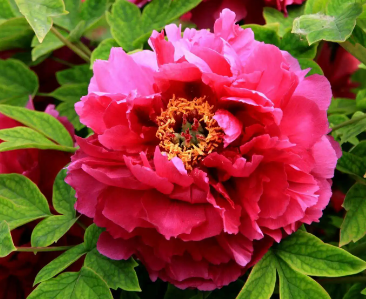 欣赏牡丹的唯美说说 晒跟牡丹合照的朋友圈文案 欣赏牡丹的唯美说说 晒跟牡丹合照的朋友圈文案