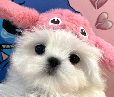 日子像咖啡一样苦的说说 人生就像是苦咖啡语录 日子像咖啡一样苦的说说 人生就像是苦咖啡语录