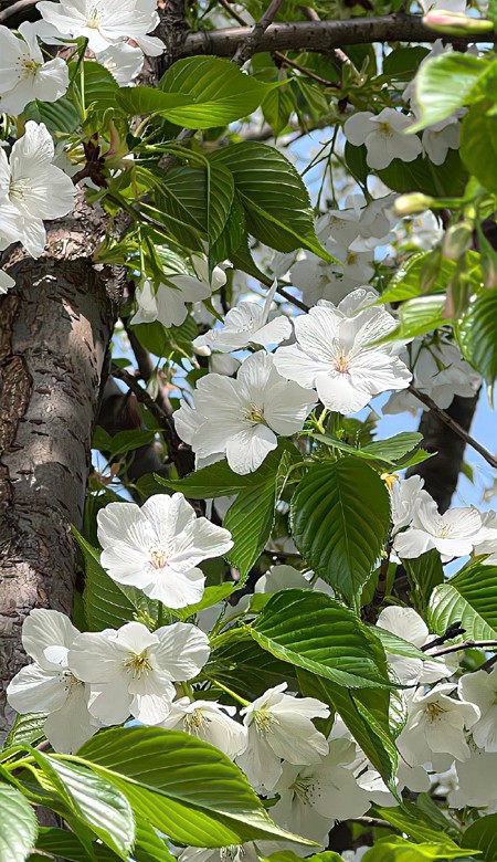 日常又很气质的全屏壁纸 超有质感的皮肤合集