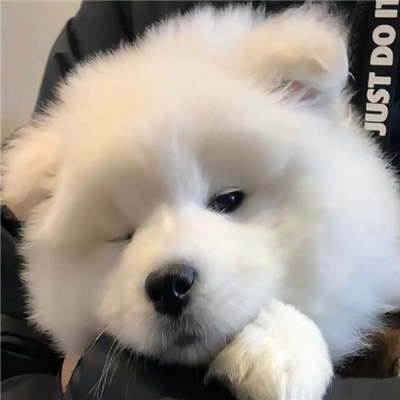 微笑小狗耶耶萌头像合集 将快乐存档吧