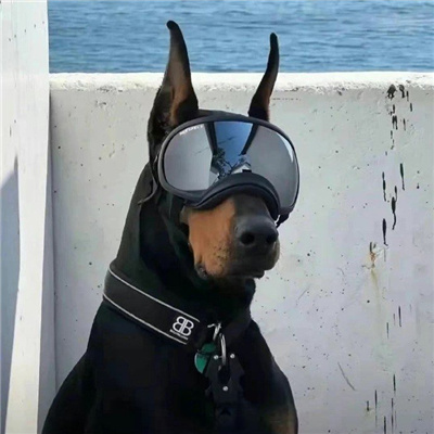 2023可爱男头呆萌奶狗最爱 等风来不如追风去