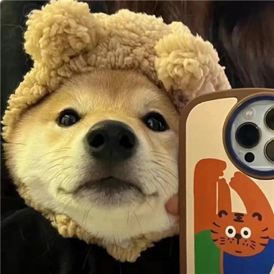 2023可爱男头呆萌奶狗最爱 等风来不如追风去