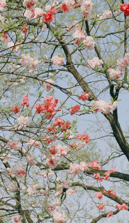 很绝的精致壁纸高清很美 要等时间嘉许等春风得意