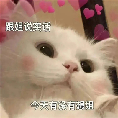 2023萌宠表情全新又耐用 高清萌宠的快乐表情合集