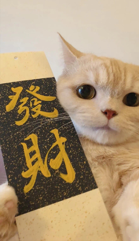 很难不爱的手机壁纸高清 看着让人心里舒服的壁纸