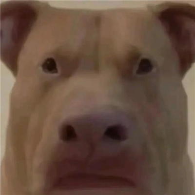 看起来不太聪明的头像 很高兴喜欢你这么美好的人