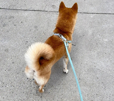 遛狗的幽默说说发朋友圈 开心遛狗心情说说