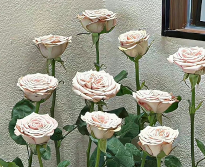 70后妈妈微信昵称 适合70后女人阳光的网名