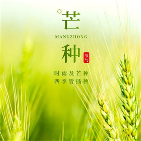 芒种图片大全简单漂亮高清 芒种与高考同行播种与收获同在