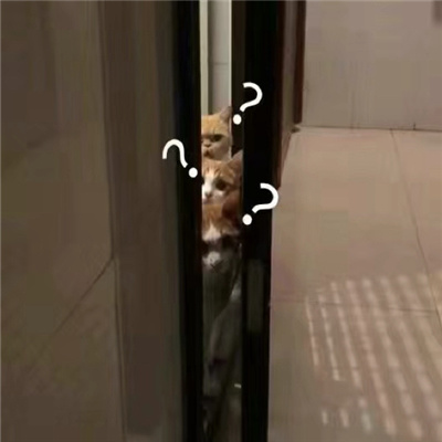 2023小动物问号表情日常好用合集 问号动物表情最新好用