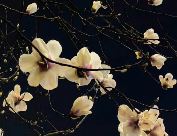 慢生活节奏朋友圈说说 享受慢节奏生活的短句 慢生活节奏朋友圈说说 享受慢节奏生活的短句