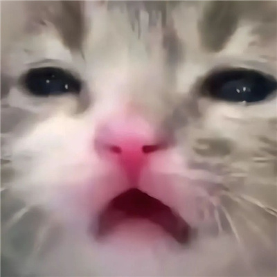 网上很火的丑猫表情沙雕又好笑 出人意料的窒息表情合集