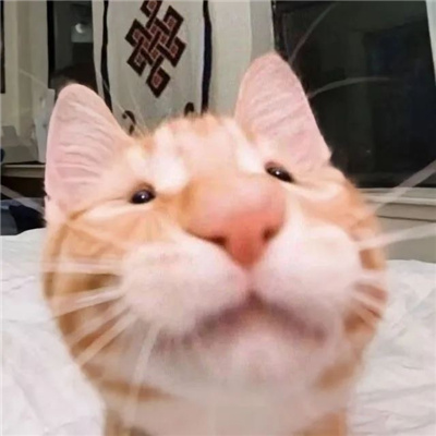 网上很火的丑猫表情沙雕又好笑 出人意料的窒息表情合集