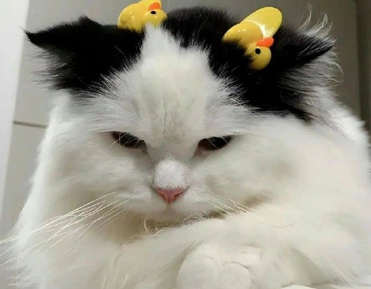 晒毕业证的文案简短 拿到毕业证发幽默说说 晒毕业证的文案简短 拿到毕业证发幽默说说