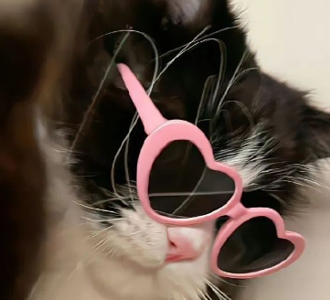 适合犯恋爱脑发的沙雕文案 谈恋爱的搞笑文案 适合犯恋爱脑发的沙雕文案 谈恋爱的搞笑文案