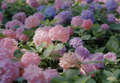 简洁明了干净的个性签名 简单又不普通的个性签名 简洁明了干净的个性签名 简单又不普通的个性签名