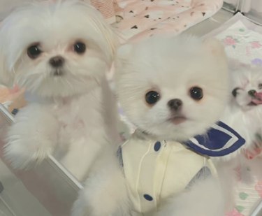 适合晒娃遛娃时发的可爱文案 周末溜娃的俏皮朋友圈 适合晒娃遛娃时发的可爱文案 周末溜娃的俏皮朋友圈