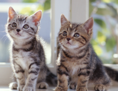 晒宠物的幽默说说简短一点 宠物日常的铲屎官文案
