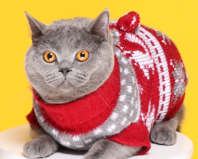 晒宠物的幽默说说简短一点 宠物日常的铲屎官文案 晒宠物的幽默说说简短一点 宠物日常的铲屎官文案