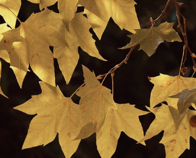 2023九月再见了的伤感说说 九月再见十月你好伤感语录 2023九月再见了的伤感说说 九月再见十月你好伤感语录