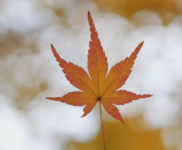 2023九月再见了的伤感说说 九月再见十月你好伤感语录 2023九月再见了的伤感说说 九月再见十月你好伤感语录