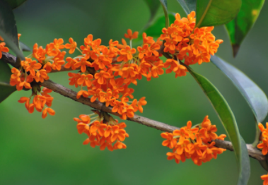 空气中弥漫着桂花香气的说说 阵阵桂花香扑鼻而来的说说 空气中弥漫着桂花香气的说说 阵阵桂花香扑鼻而来的说说