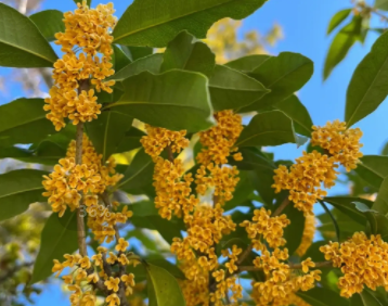空气中弥漫着桂花香气的说说 阵阵桂花香扑鼻而来的说说 空气中弥漫着桂花香气的说说 阵阵桂花香扑鼻而来的说说