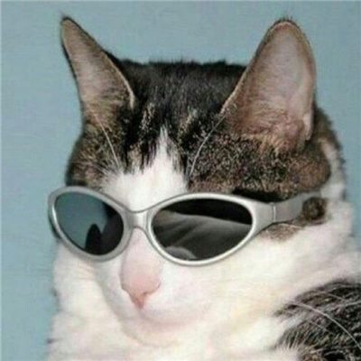 戴墨镜的炫酷猫咪头像超霸气 山有山的错落我有我的平仄