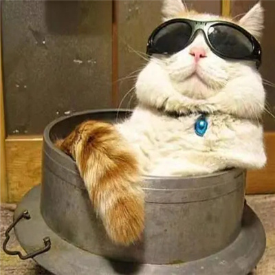 戴墨镜的炫酷猫咪头像超霸气 山有山的错落我有我的平仄