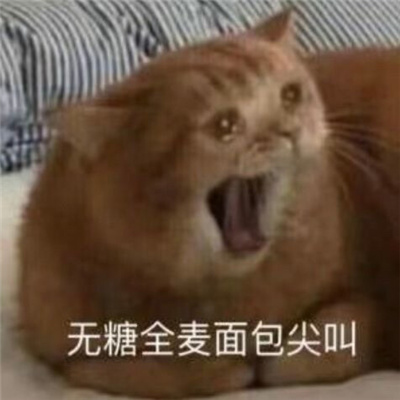 2024甜点小猫咪搞怪沙雕表情合集 无糖全麦面包尖叫