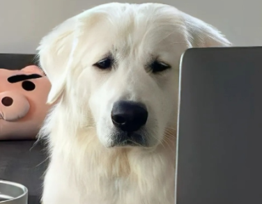 正经严肃的网名大全 成功人士标配昵称 正经严肃的网名大全 成功人士标配昵称