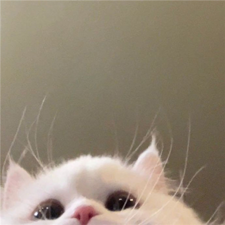 猫猫的自拍图片高清无水印超可爱 从此我拍照你负责卖萌