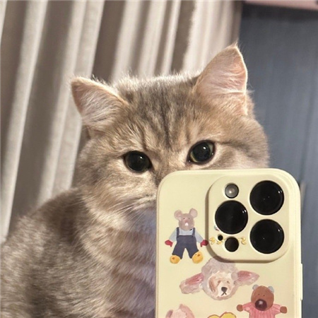 猫猫的自拍图片高清无水印超可爱 从此我拍照你负责卖萌