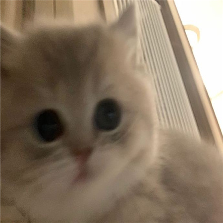 猫猫的自拍图片高清无水印超可爱 从此我拍照你负责卖萌
