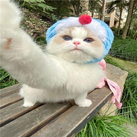 猫猫的自拍图片高清无水印超可爱 从此我拍照你负责卖萌