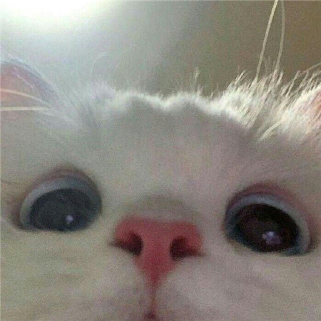 猫猫的自拍图片高清无水印超可爱 从此我拍照你负责卖萌