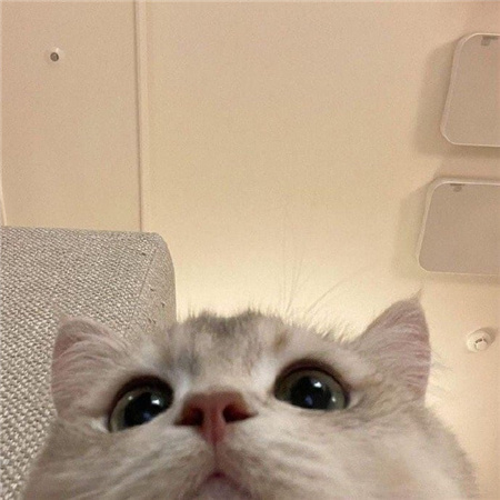 猫猫的自拍图片高清无水印超可爱 从此我拍照你负责卖萌