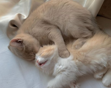 有趣的网名创意又可爱 好听又呆萌的昵称大全