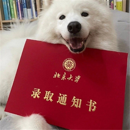 高级学府录取通知书图片合集 见者必上岸的哦