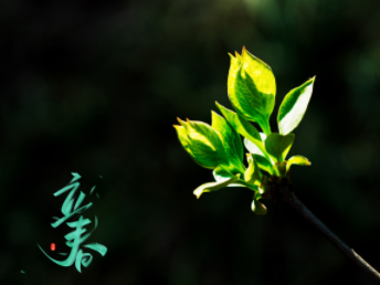 2024立春节气朋友圈短句 立春节气治愈短句 2024立春节气朋友圈短句 立春节气治愈短句