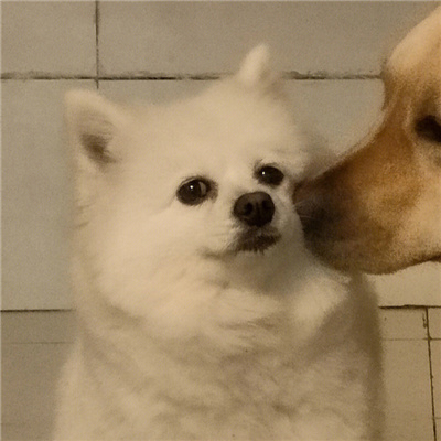 情头可爱很配图2024版很爱 你从星辰来成为我额外的眷顾