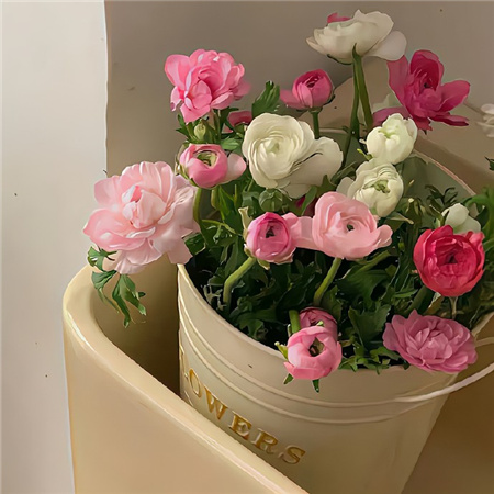 2024最新版闪闪发光的清新配图 人生不是擂台开心你就赢了