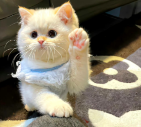 给女朋友超甜的晚安文案 女朋友晚安甜蜜问候语 给女朋友超甜的晚安文案 女朋友晚安甜蜜问候语