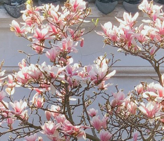 春日气息浓厚迎接浪漫春天的文案 绿色是春天最好的文案 春日气息浓厚迎接浪漫春天的文案 绿色是春天最好的文案