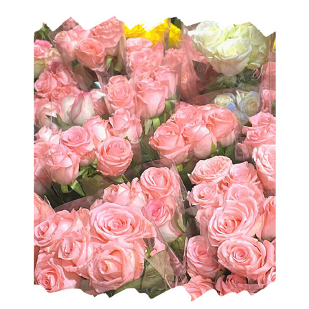 2024舒缓人心清新春季背景图亮眼 春风一吹头发丝都在开心